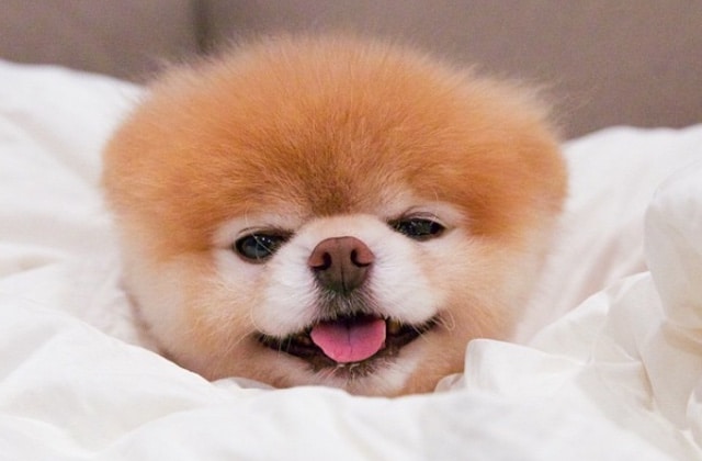 Boo Le Celebre Chien D Instagram Est Mort A 12 Ans Madmoizelle Com